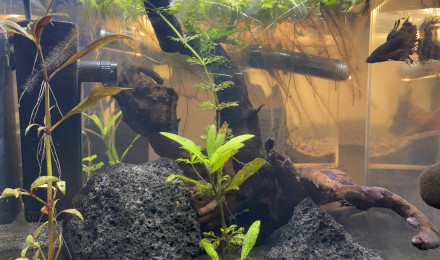aquarium Betta et escargot