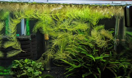 aquarium Killies