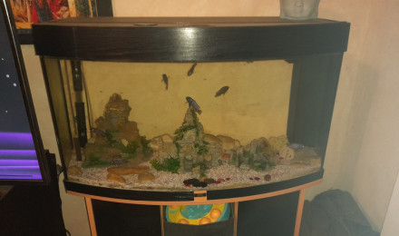 aquarium Cyclidés Bombé
