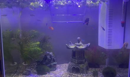 aquarium Super fish 80l