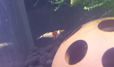 aquarium Crystal Red pure red line