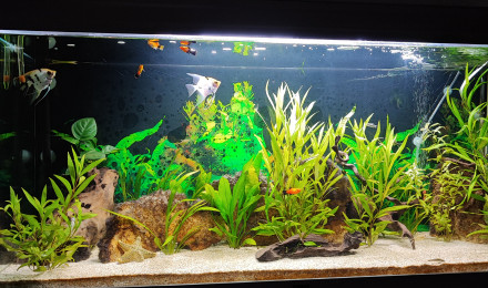 aquarium Francklaeti34770