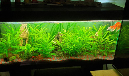 aquarium Poissons rouges 250L