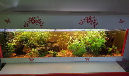 aquarium Communautaire tropical 550L