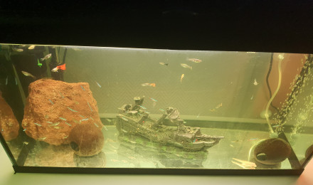 aquarium Hopital et quarantaine 100L