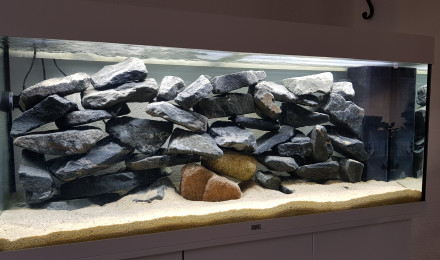 aquarium Aquarium cichlides