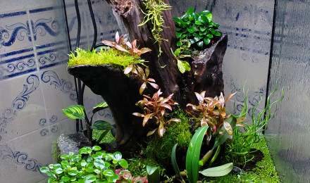 aquarium Terrarium crabe vampire