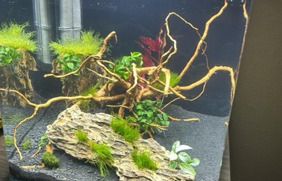 aquarium Nano 60