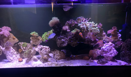 aquarium Eau de mer 200