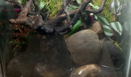 aquarium Paludarium crabe vampire