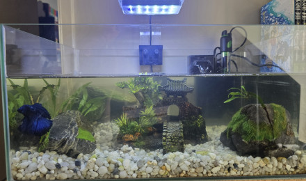 aquarium mon premier aquarium