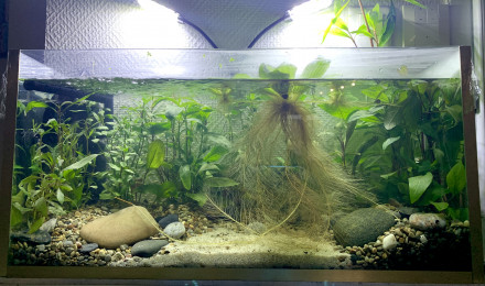 aquarium Aquarium fait maison 35L