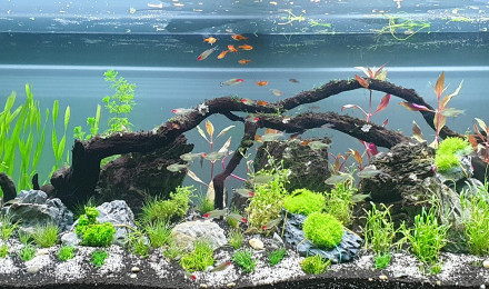 aquarium AQUADESIGN