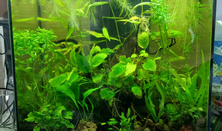 aquarium Killies
