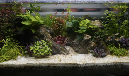 aquarium Nano 50 litres