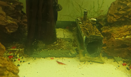 aquarium Voile de Chine