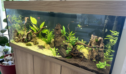 aquarium Aqua famille
