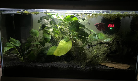 aquarium Forêt Anubias
