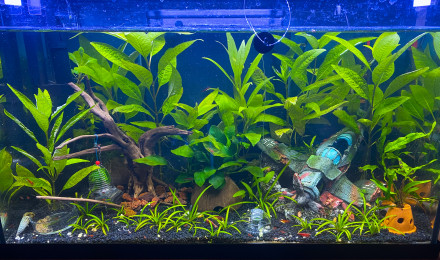 aquarium Bac red cherry