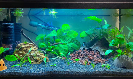 aquarium BAC crevettes Yellow