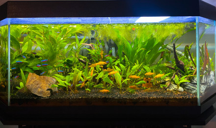 aquarium Bac communautaire