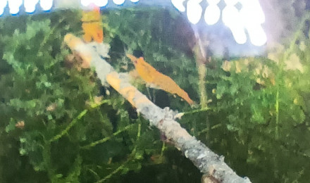 aquarium crevettes oranges