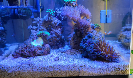 aquarium Nano récifal