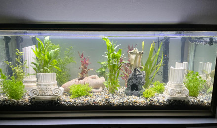 aquarium Vestige grecque