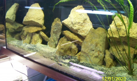 aquarium 450 litres tanganyika