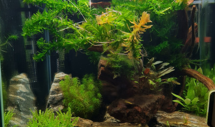 aquarium Sashimi house_betta splendens