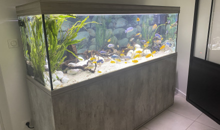 aquarium Aquarium cichlidés