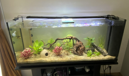 aquarium aquarium de mama