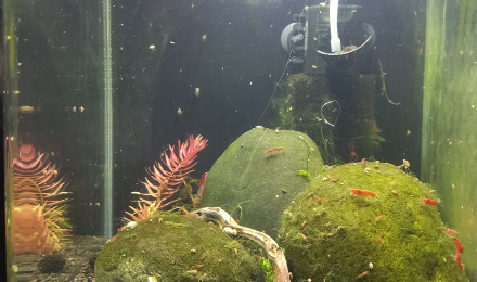 aquarium Shrimp 30L