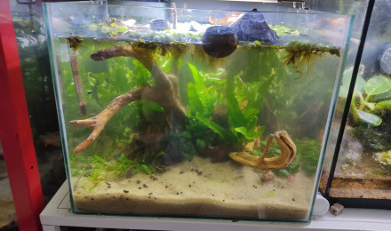 aquarium Aquarium 40L pour microrasbora