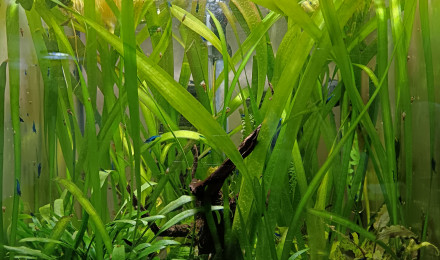 aquarium Crevette Neocaridina blue velvet