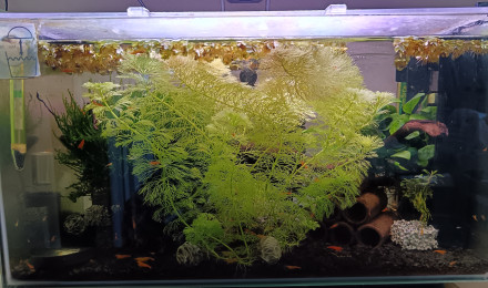 aquarium Crevette Neocaridina orange