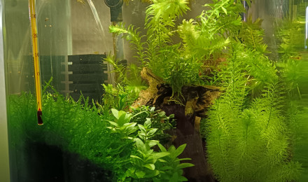 aquarium Crevette Neocaridina yellow neon