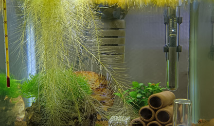 aquarium Crevette caridina nanashi purple mettalic