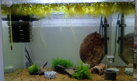 aquarium Crevette caridina nanashi red mettalic