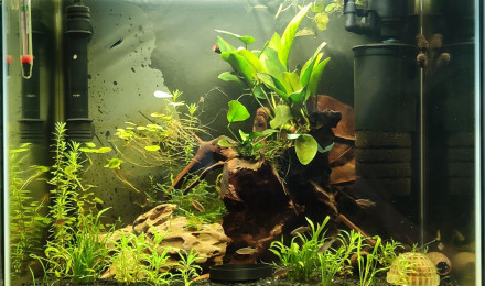 aquarium Nano 45l