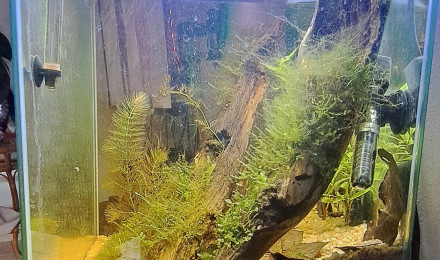 aquarium Aqua a crevettes blue velvet en cyclage depuis 05-05-24