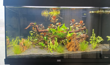 aquarium Premier aquarium 125L