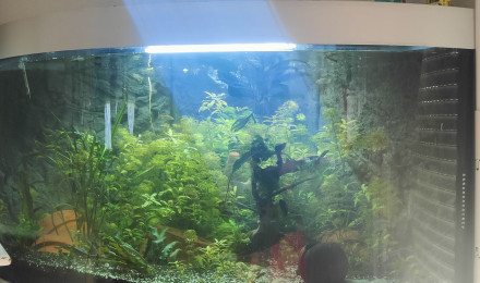 aquarium Commu
