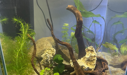 aquarium Jaeden 30 L