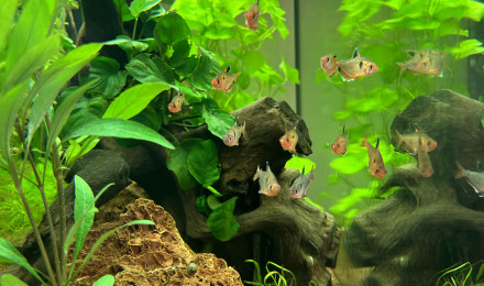 aquarium Aquarium Juwel 160L