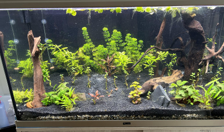 aquarium 250L
