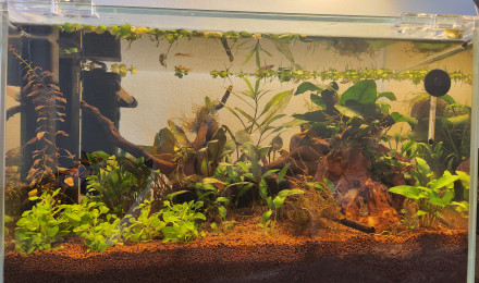 aquarium PoguelandFish