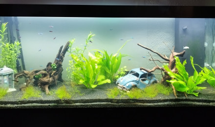 aquarium Ciano - 300 litres
