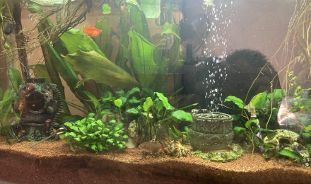 aquarium Poisson exotique