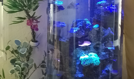 aquarium Recifal 06